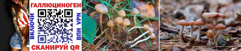 Галлюциногенные грибы Magic Shrooms  Купить где  Багратионовск 
